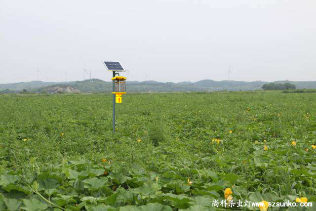 免费观看美女直播在甘肃南瓜种植中的作用