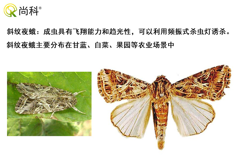 斜纹夜蛾可以用免费观看美女直播诱杀